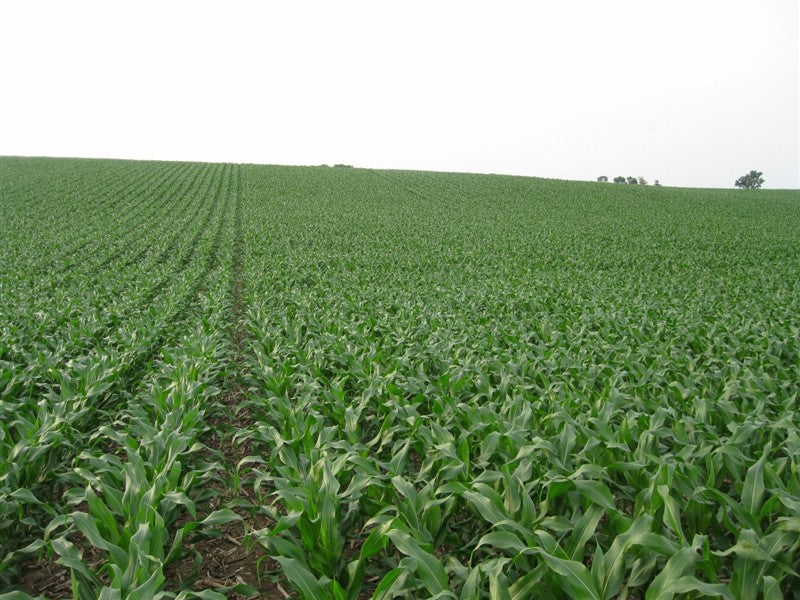 Maximizing Yields and Efficiency: The Benefits of Narrow Row Corn Planting
