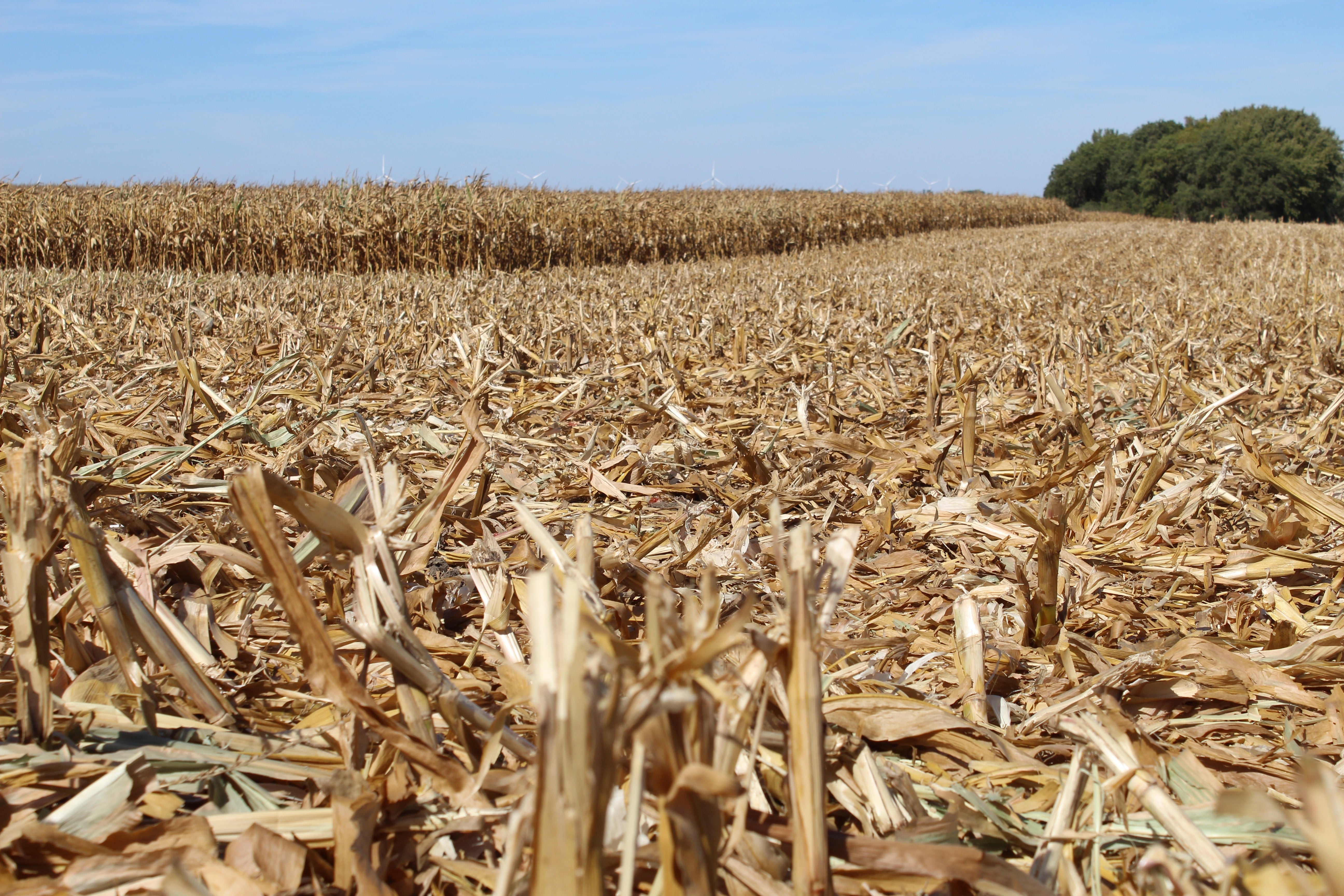 Maintenance: Downed Corn Operations